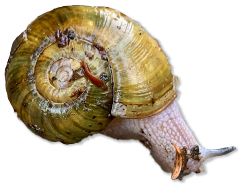 Snail with golden shell