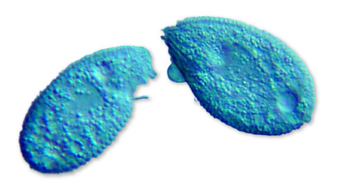 teardrop shaped protists