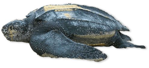 Large, dark grey sea turtle