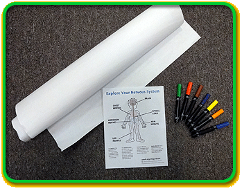A large, rolled up piece of paper, a worksheet with a diagram outlining the different parts of the nervous system, and seven markers on the floor.