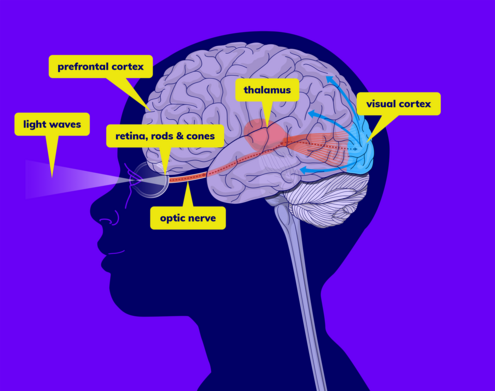 Diagram of the eyes and brain with the thalamus, visual cortex and optic nerve labeled. 