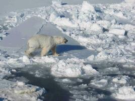 A male polar bear walks over melting ice.