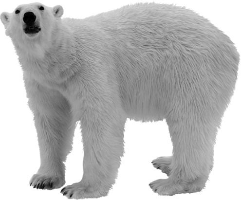 a standing polar bear