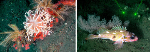 pictures of deep-sea corals and fish