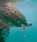 sea turtle caught in fishermen net