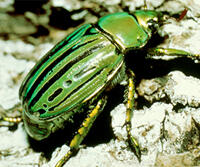 beetle insect