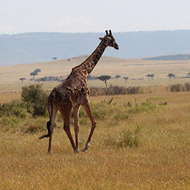 African savana with giraffe
