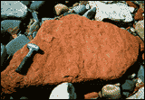 Large piece of Old Red Sandstone, surrounded by other rocks, with a small hammer laid on top of it.