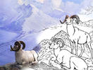 North American Mammals Coloring Book