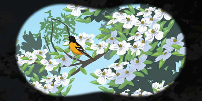 Birdwatching with Theodore Roosevelt