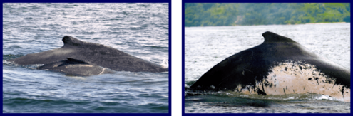 photos of humpback whales in the water