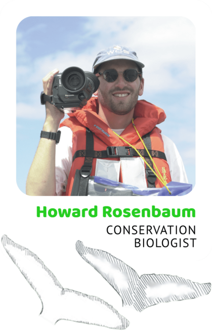 Photo of Howard Rosenbaum, Conservation Biologist and a drawing of a humpback flukes