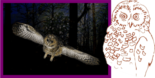 Photo and drawing of a Northern spotted owl