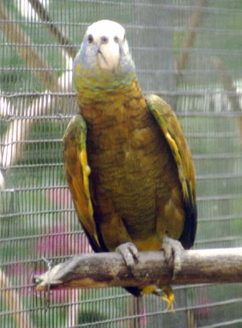 St. Vincent parrot