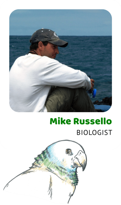 Photo of Mike Russello, Biologist and a drawing of a St. Vincent parrot