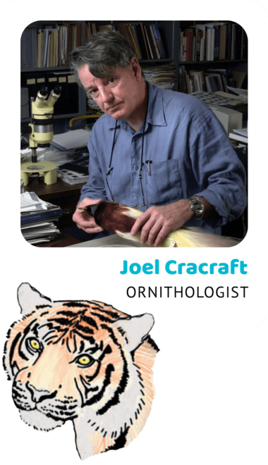 Photo of Joel Cracraft, Ornithologist and a drawing of a Sumatran tiger