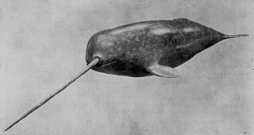 black and white photo of narwhal