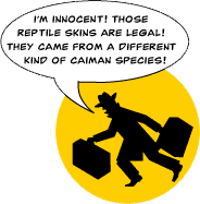 A graphic of a human silhouette running with two suitcases and a speech bubble with the words, "I'm innocent. Those reptile skins are legal."