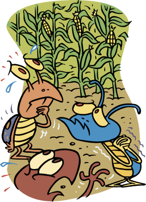 food-corn