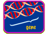 Two adjoining DNA double helixes with a bracket next to one indicating text reading "gene."