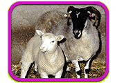 Two sheep, one larger with a dark face, and one small and light colored.