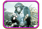 A seated chimpanzee.