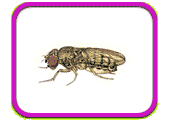 Rendering of a fruit fly.