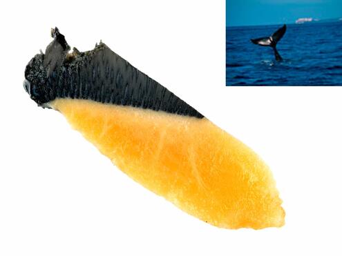 strip of humpback whale black skin and yellow blubber with inset of humpback whale fluke