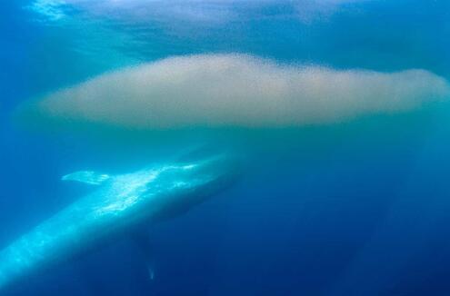 Blue whale feeding on krill in cloudy water 