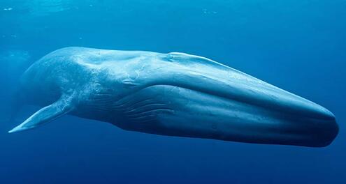 Blue whale in ocean