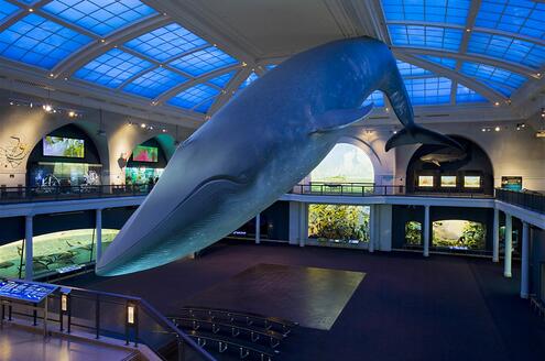 Whale in Hall of Ocean Life