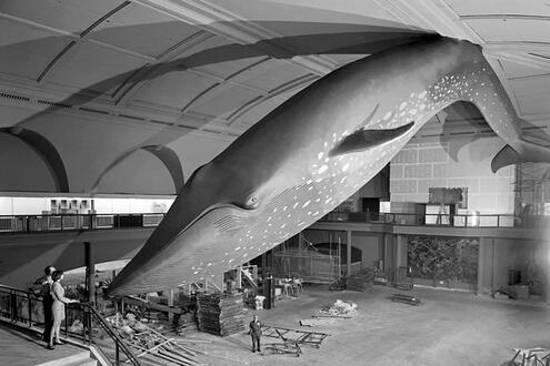 Early photo of whale in what would be the Hall of Ocean Life