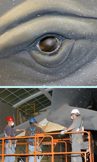 Workers inspecting tail of blue whale model during renovation. 