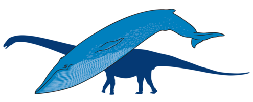 Blue whale with outline of titanosaur in background