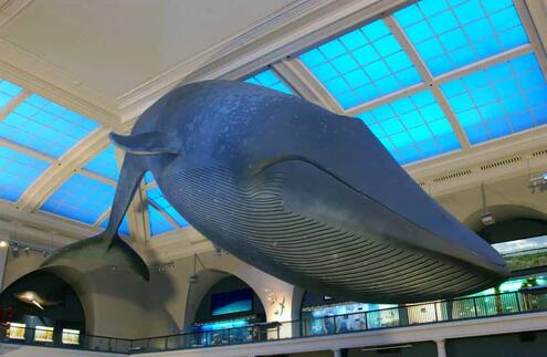 Whale in hall as seen from below