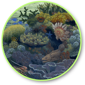 button link to Coral Reef