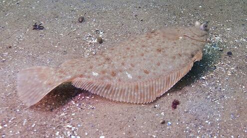 Flounder laying on it's side in sand.
