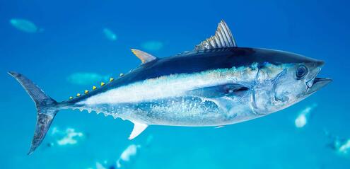 Side view of blue fin tuna swimming. 