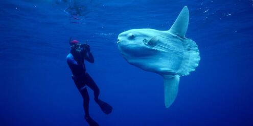 A diver floating next to a very large and pale sunfish. 
