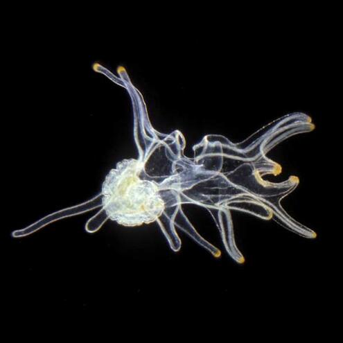 A transparent creature, with many tentacle-like cilia stemming from its clustered, orb-like body.