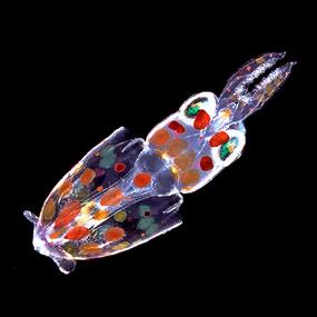 A transparent organism covered in multicolored spots, with two tiny fins on one end, and two hooks on the opposite end.