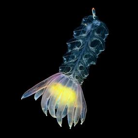 A transparent organism whose body is shaped like a series of bells on top of each other with around 10 short tentacles attached to one end. 