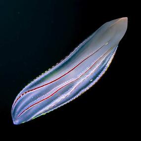 Translucent tube-like organism with thin red striping.