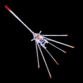 Translucent organism with a small body and about eight long red-tipped appendages.