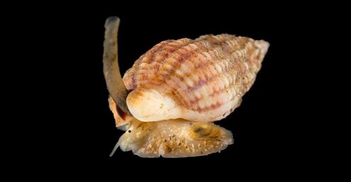 A sea snail in a pointed, spiral shell.