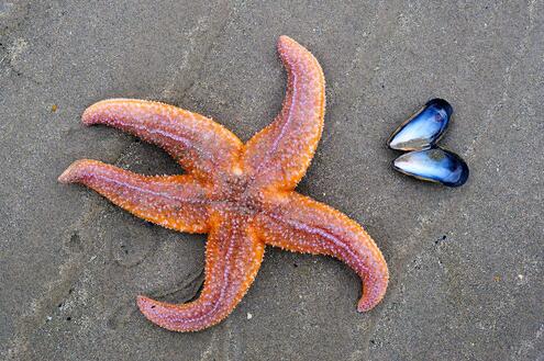 A five-armed starfish laying in sand next to two small hinged shells