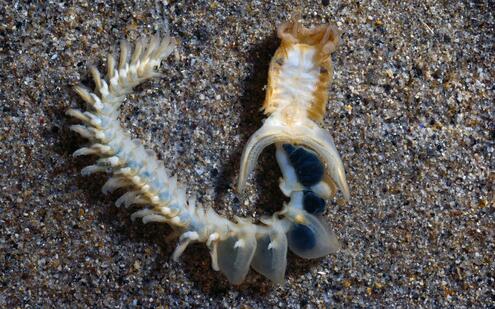 white and orange centipede-like organism with multiple tentacles in sand.