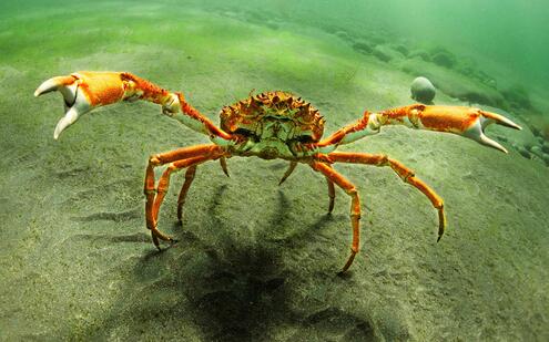 A spider crab with long legs, walking along a rocky seafloor. 
