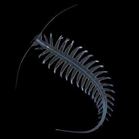 Centipede-like organism with antennae, many tentacles, and a long tail.