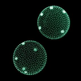 Two transparent spheres covered in small white circles